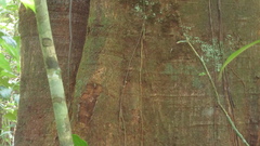 Tachigali panamensis