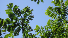 Tachigali panamensis