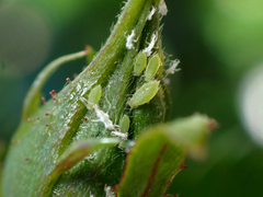 Macrosiphum rosae
