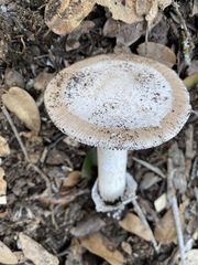 Amanita calyptratoides