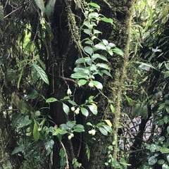 Drymonia conchocalyx