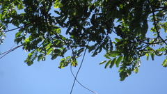 Tachigali panamensis