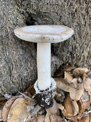 Amanita calyptratoides