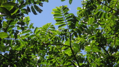 Tachigali panamensis