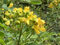 Senna pendula