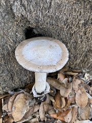 Amanita calyptratoides