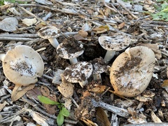 Amanita calyptratoides