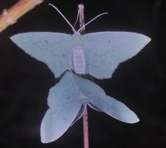 Maxates centrophylla