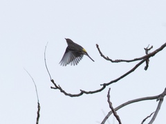 Setophaga coronata