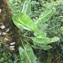 Philodendron brenesii image