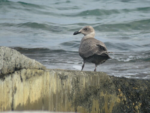 Larus glaucescens observed 2022-11-30