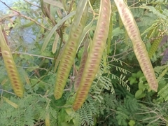 Leucaena