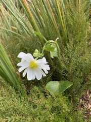 Ranunculus lyallii