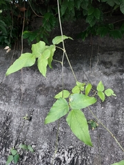 Neustanthus phaseoloides