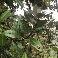Litsea glaucescens