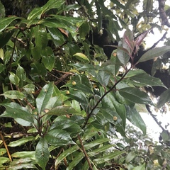 Litsea glaucescens