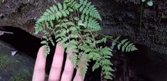 Cystopteris tenuis