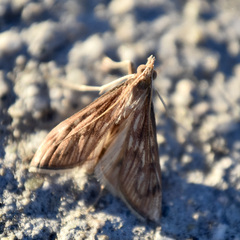 Antigastra catalaunalis