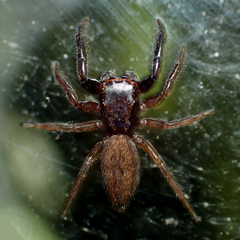 Trite auricoma