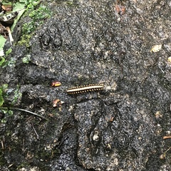 Nyssodesmus python