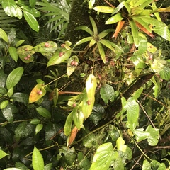 Pleurothallis palliolata