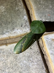Choeradodis rhombicollis