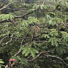 Cecropia obtusifolia