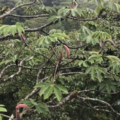 Cecropia angustifolia image