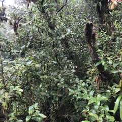 Cavendishia bracteata