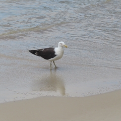 Larus dominicanus