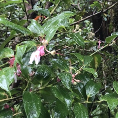 Cavendishia bracteata