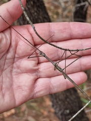 Anchiale austrotessulata