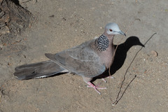 Columbidae