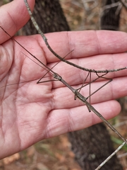 Anchiale austrotessulata