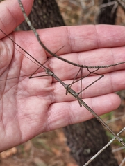 Anchiale austrotessulata