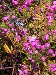 Chilalictus