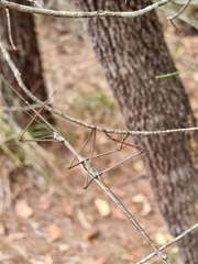 Anchiale austrotessulata