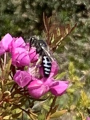 Chilalictus