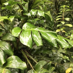 Monstera monteverdensis