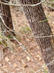 Anchiale austrotessulata