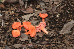 Cantharellus coccolobae