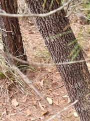 Anchiale austrotessulata