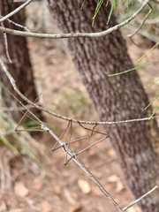 Anchiale austrotessulata