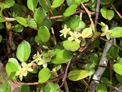 Muehlenbeckia