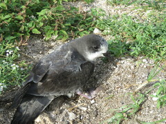 Pterodroma hypoleuca