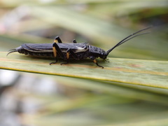 Austroperla cyrene