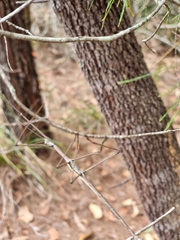 Anchiale austrotessulata