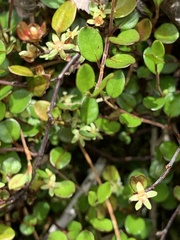 Muehlenbeckia