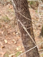 Anchiale austrotessulata