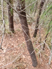 Anchiale austrotessulata